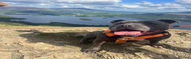 Staffordshire Bull Terrier 