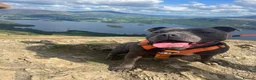 Staffordshire Bull Terrier dogs for sale: 6 year old blue Staffordshire terrier  - Advert 1