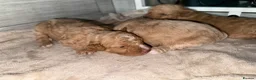 Poochon dogs for sale: Gorgeous poochons for sale  - Advert 6