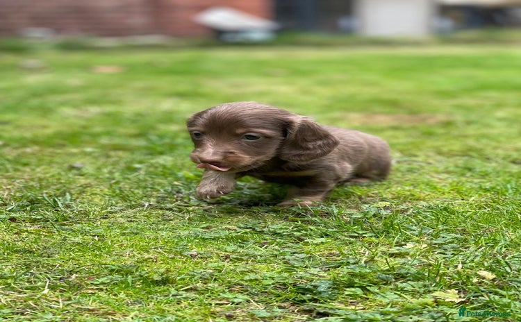 Miniature Dachshund dogs - Advert 13
