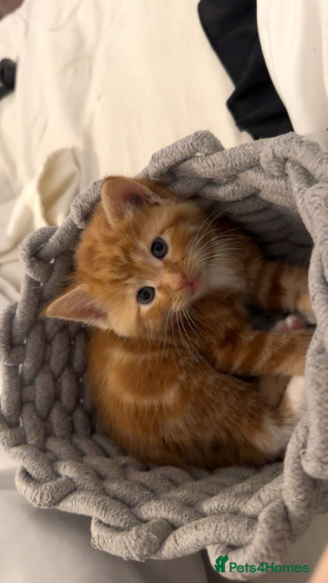 British Shorthair cats for sale: Last 3 ginger kittens  - Advert 2