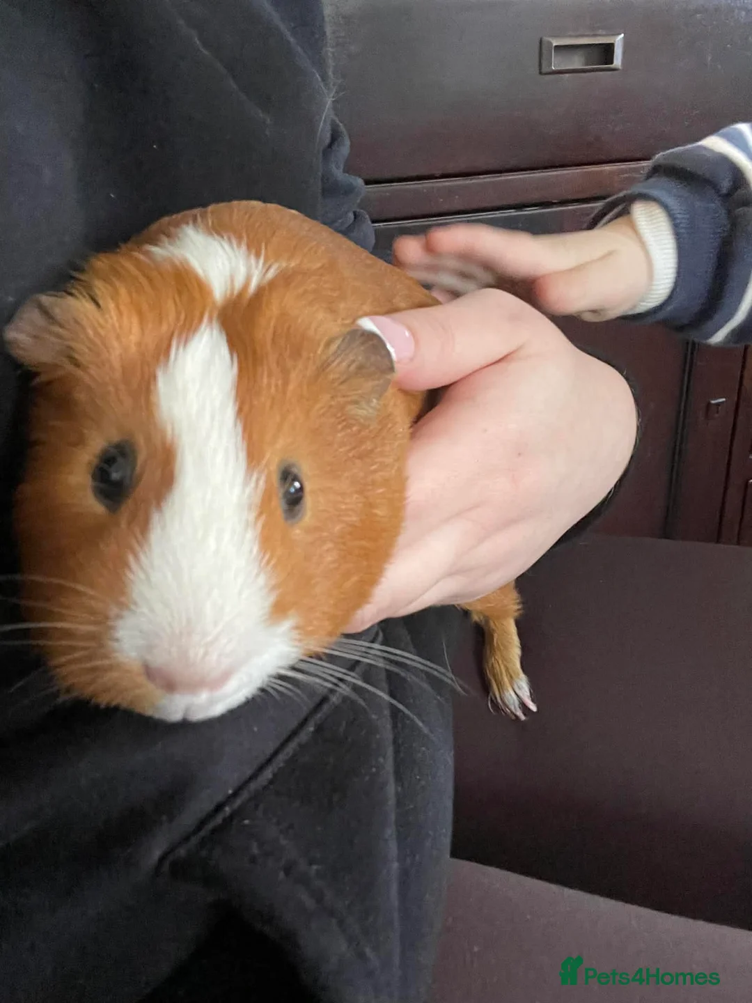Guinea Pig rodents for sale: 2 male guineapigs for rehoming in Worcester - Advert 2