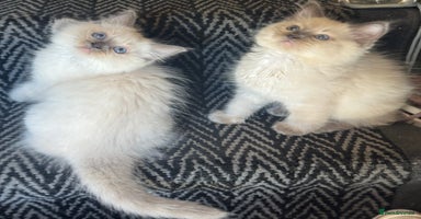 Ragdoll cats - Advert 11