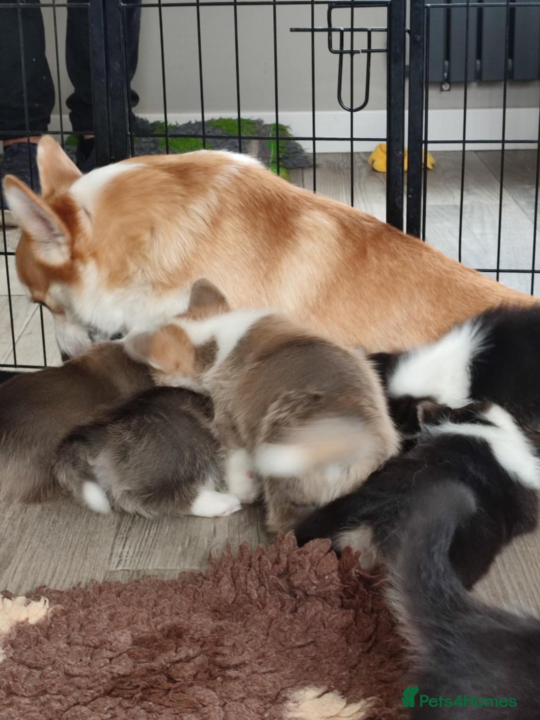 Welsh Corgi Pembroke dogs for sale: Welsh Corgi (Pembroke) - Image 28