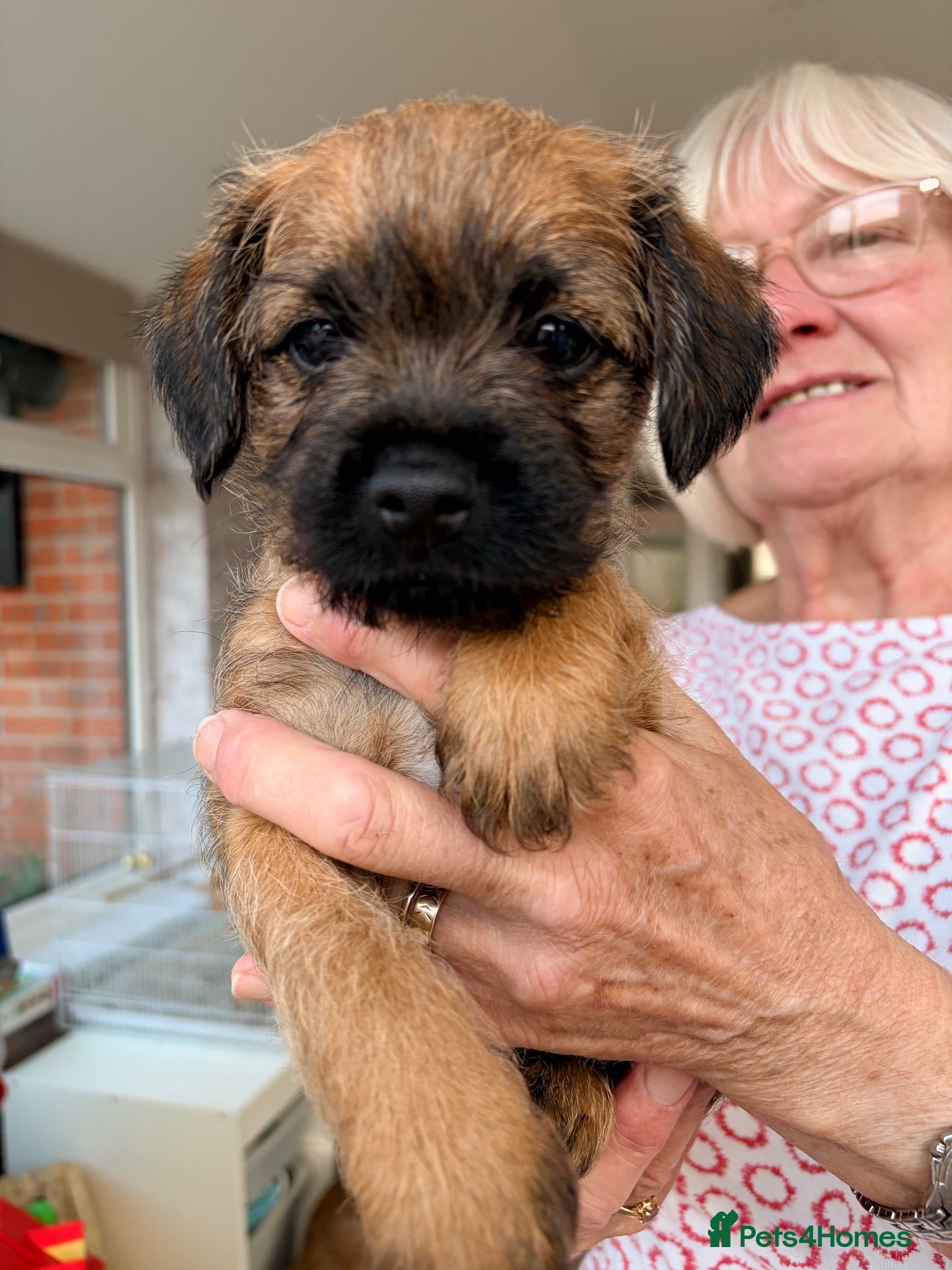 Border Terrier dogs Border terrier puppies - Advert 1