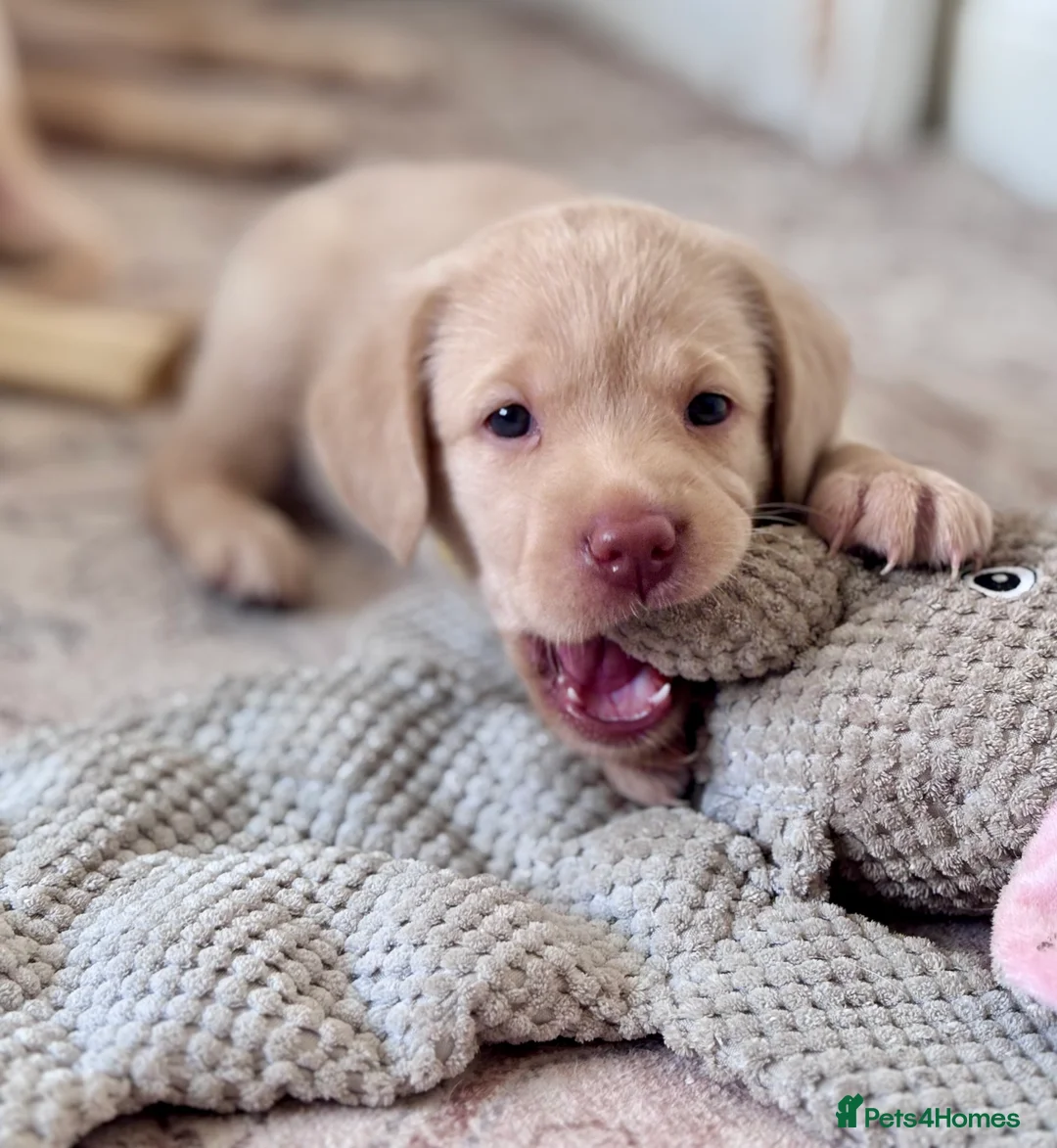 Labrador Retriever dogs for sale: Chunky yellow Labrador pups  - Advert 21