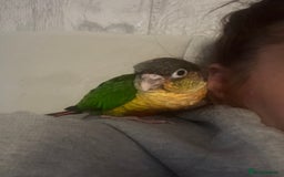 Conures birds for sale: Pineapple Cheek Conure and Indian Ring Neck  - Image 5