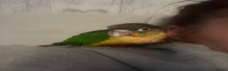 Conures birds for sale: Pineapple Cheek Conure and Indian Ring Neck  - Advert 5