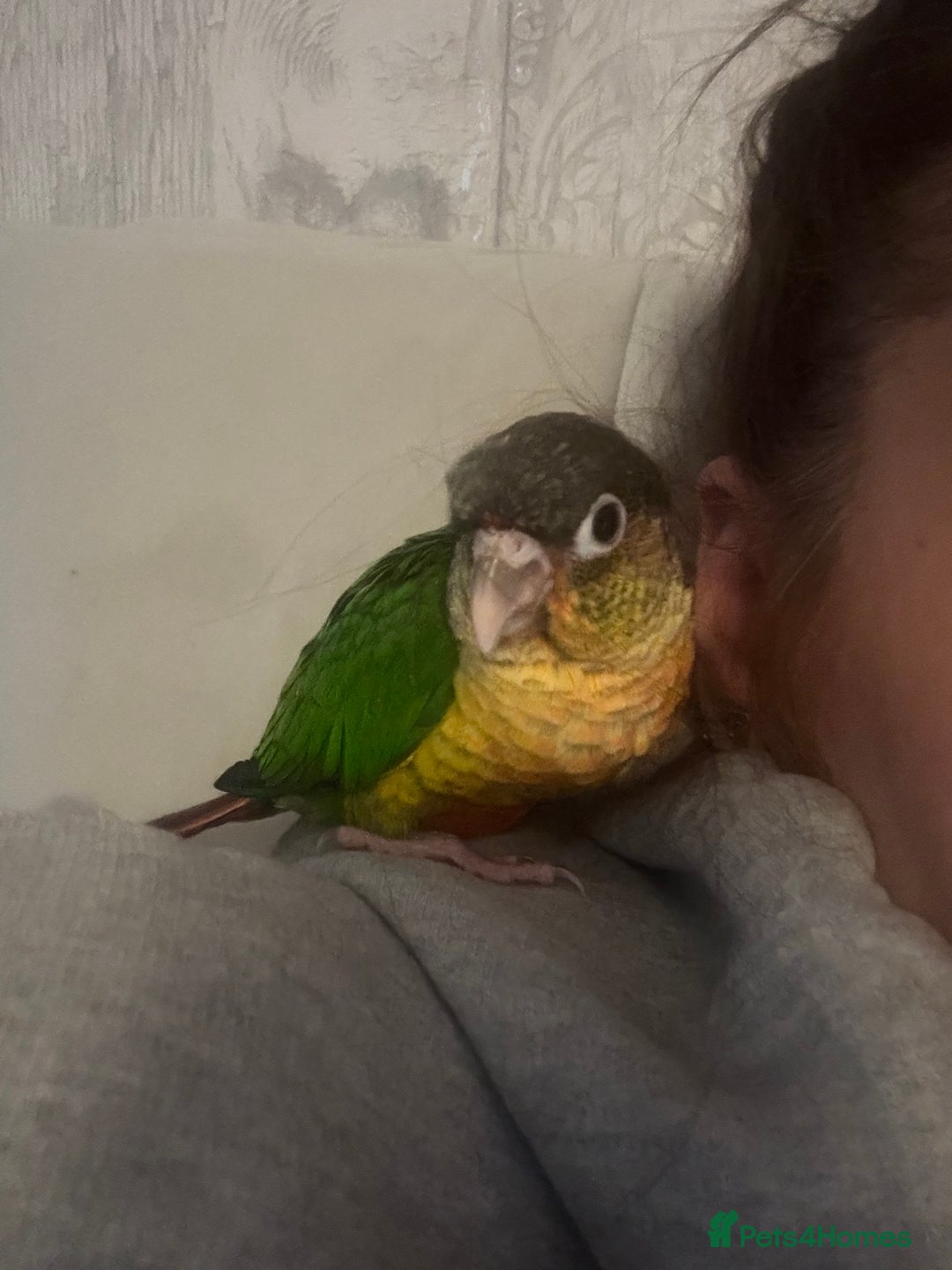 Conures birds for sale: Pineapple Cheek Conure and Indian Ring Neck  - Image 5