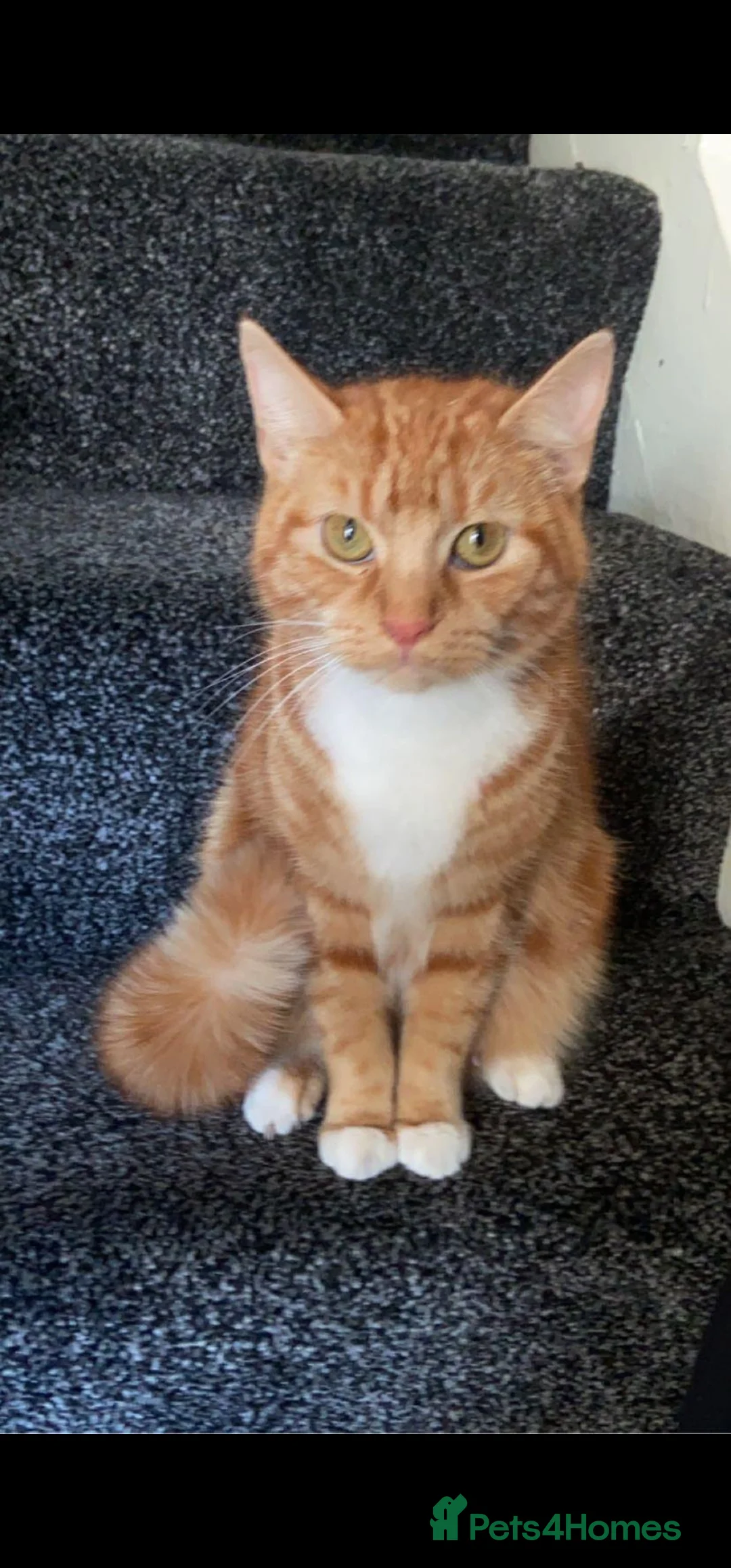 American Shorthair cats for sale: Kittens  - Advert 2