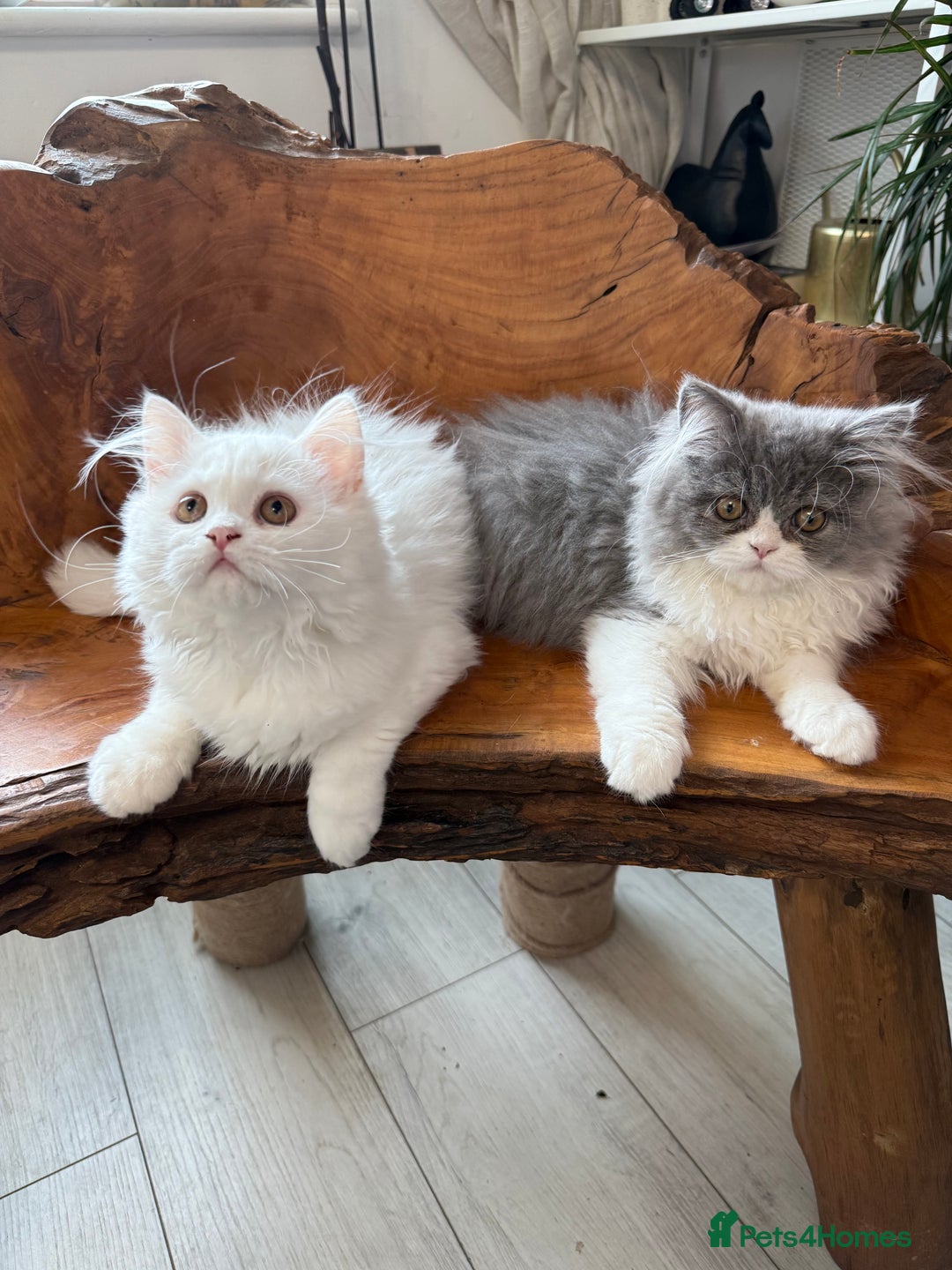 Persian cats for sale: Pure pedigree Persian kittens in London Chelsea  in London - Image 13