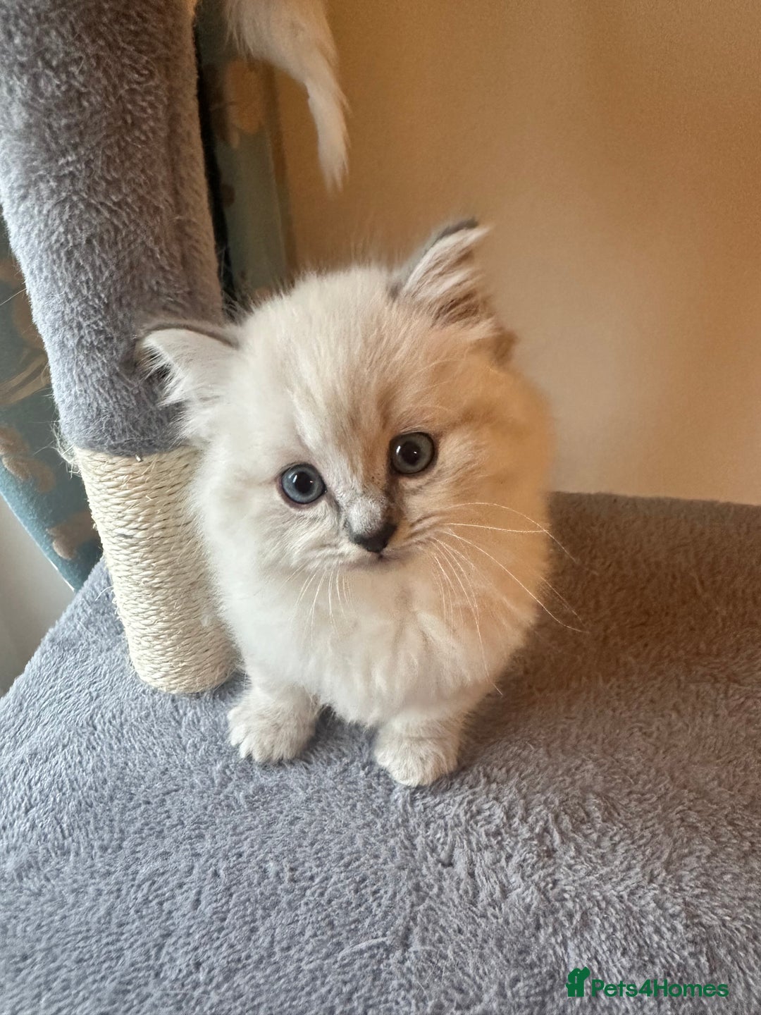 Neva Masquerade cats for sale: Gorgeous Neva Masquerade/British Blue Kittens  - Advert 13