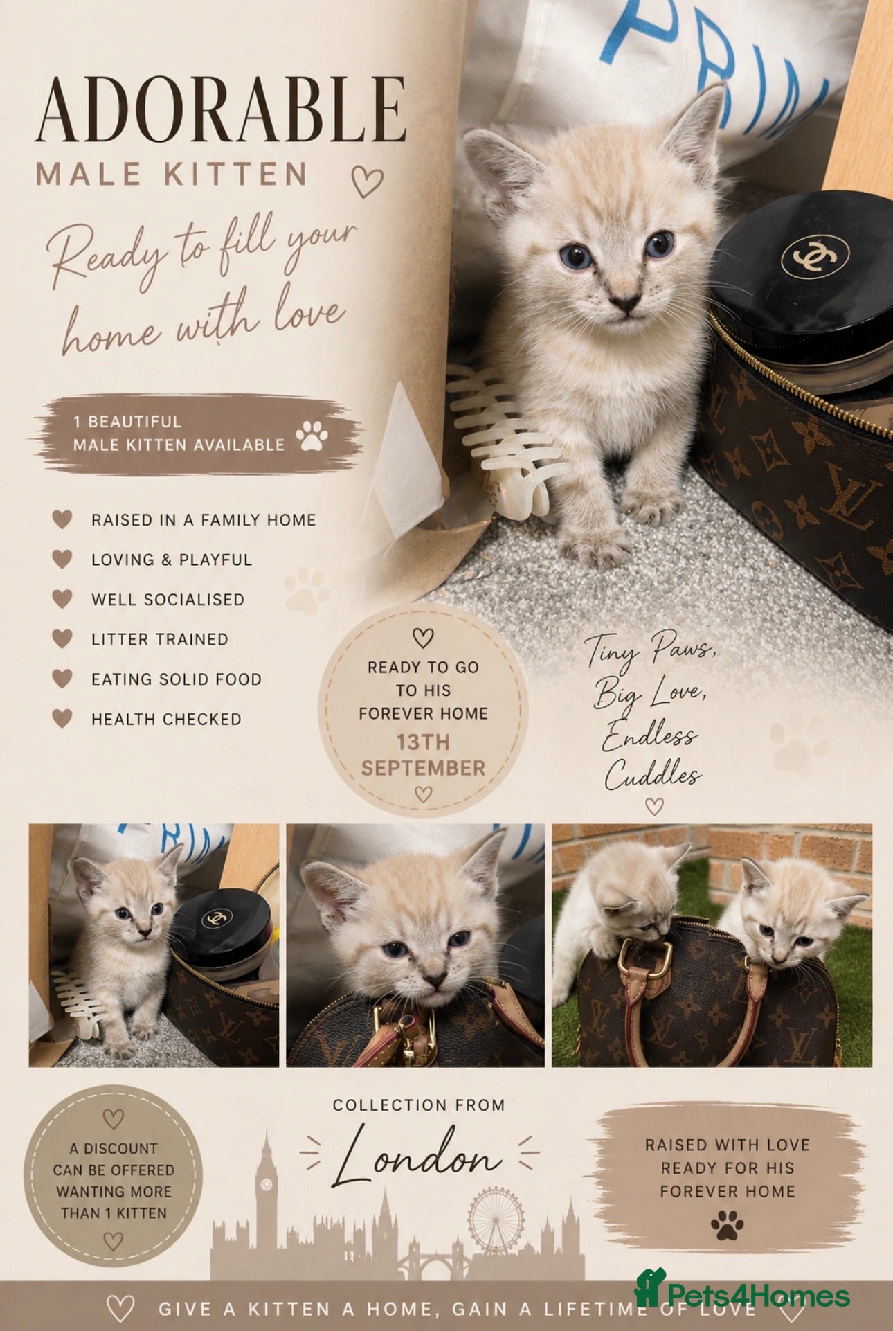 Mixed Breed cats Kittens  - Advert 3