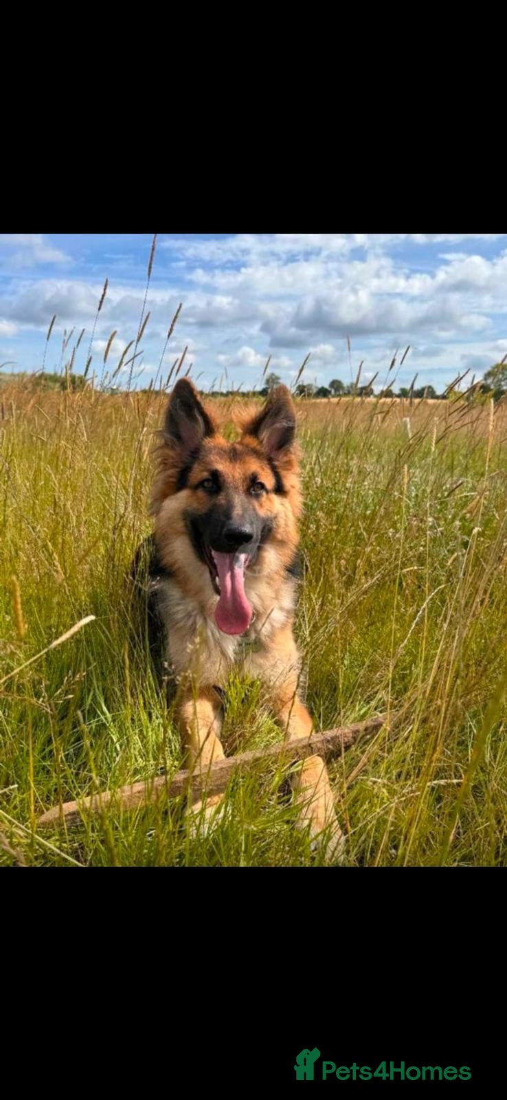 German Shepherd dogs German shepherd for stud  - Advert 9