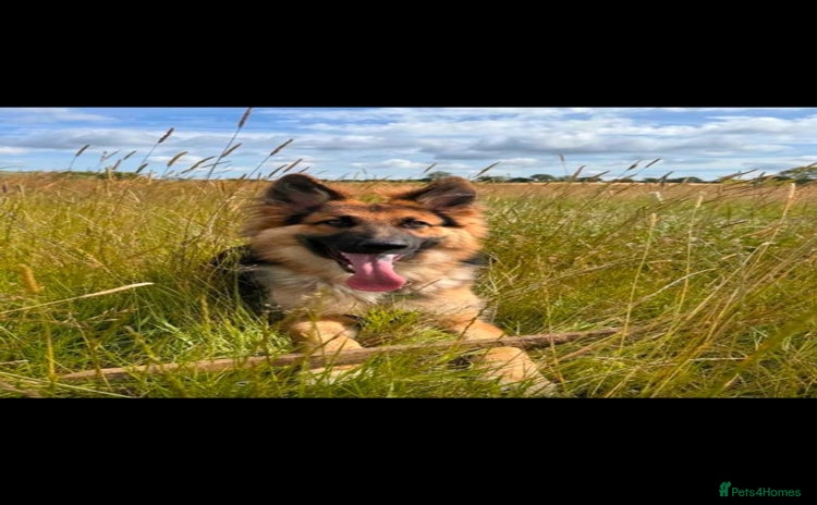 German Shepherd dogs - Advert 3
