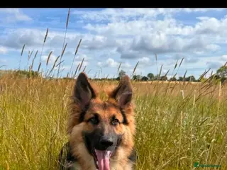 German Shepherd dogs German shepherd for stud - Advert 20