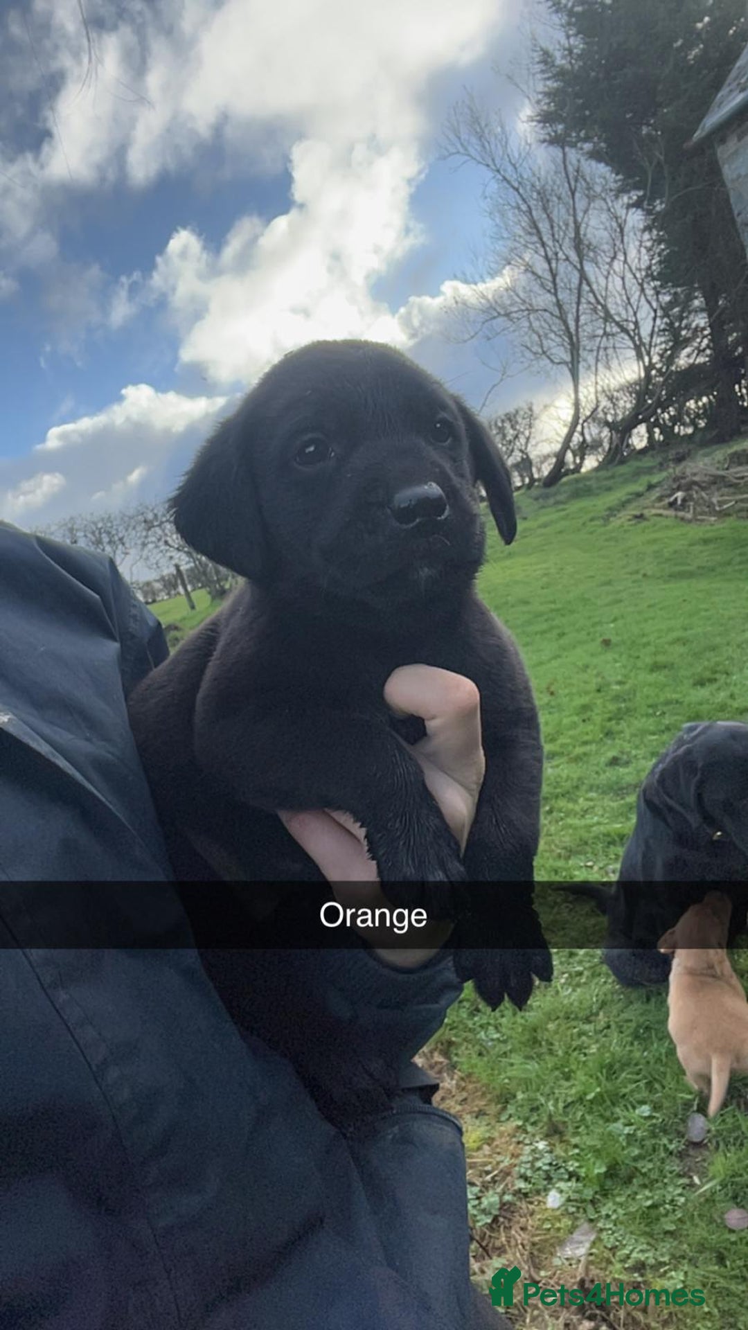 Labrador Retriever dogs for sale: Stunning litter of 9 pups - Advert 10