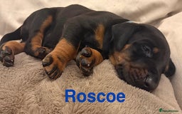 Dobermann dogs for sale: Doberman puppies  - Image 4