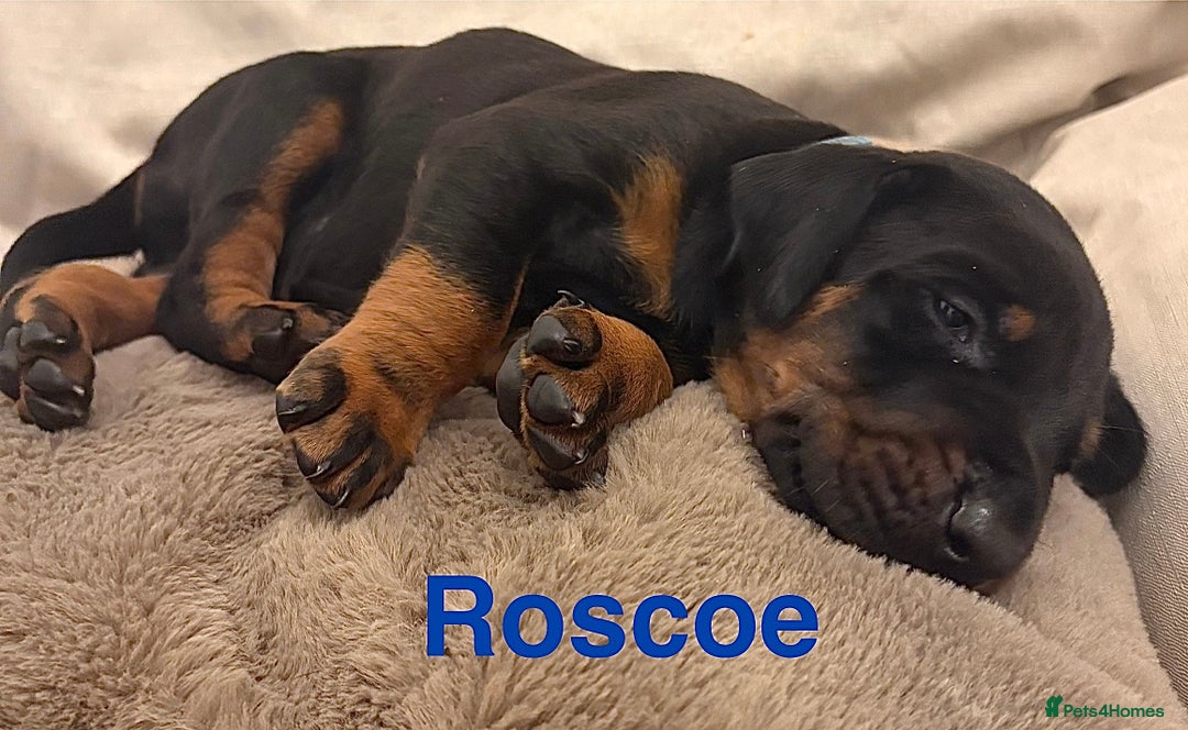 Dobermann dogs for sale: Doberman puppies  - Image 4