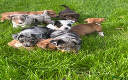 Jack Russell dogs for sale: Beautiful Mini Jack Russell Puppies  - Image 36