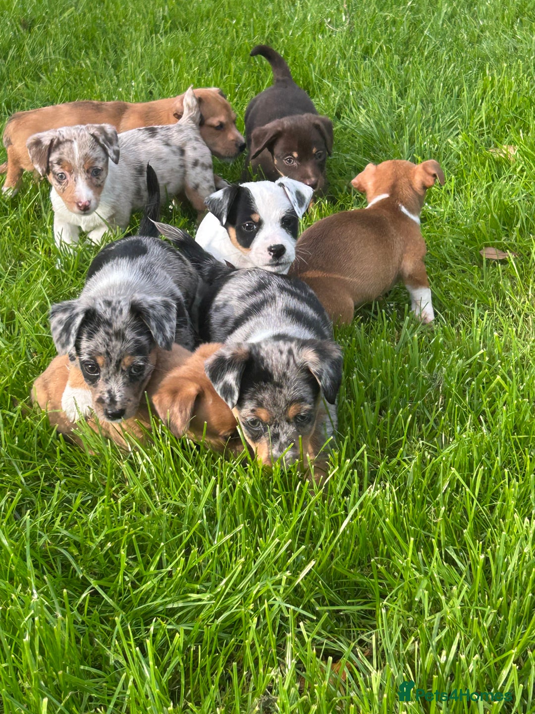 Jack Russell dogs for sale: Beautiful Mini Jack Russell Puppies  - Image 36
