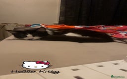 Maine Coon cats for sale: Main coon / Bombay kitty  - Image 5