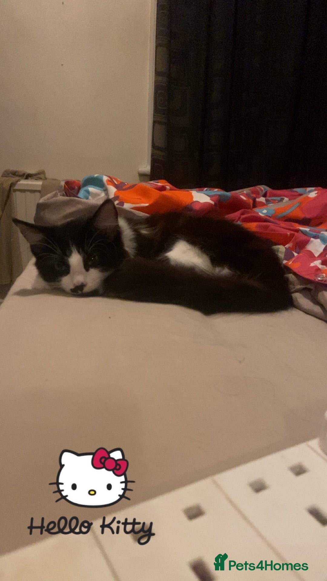 Maine Coon cats for sale: Main coon / Bombay kitty  - Image 5
