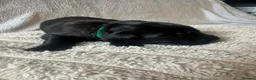 German Shepherd dogs for sale: 11 beautiful German shepherd puppies  in Ipswich - Advert 7