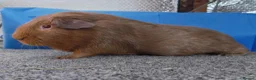Guinea Pig rodents for sale: Pair of Guinea pigs - Advert 3