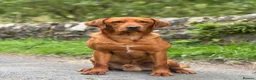 Goldador dogs for sale: Stunning Goldador pups  - Advert 8