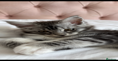 Maine Coon cats - Advert 13