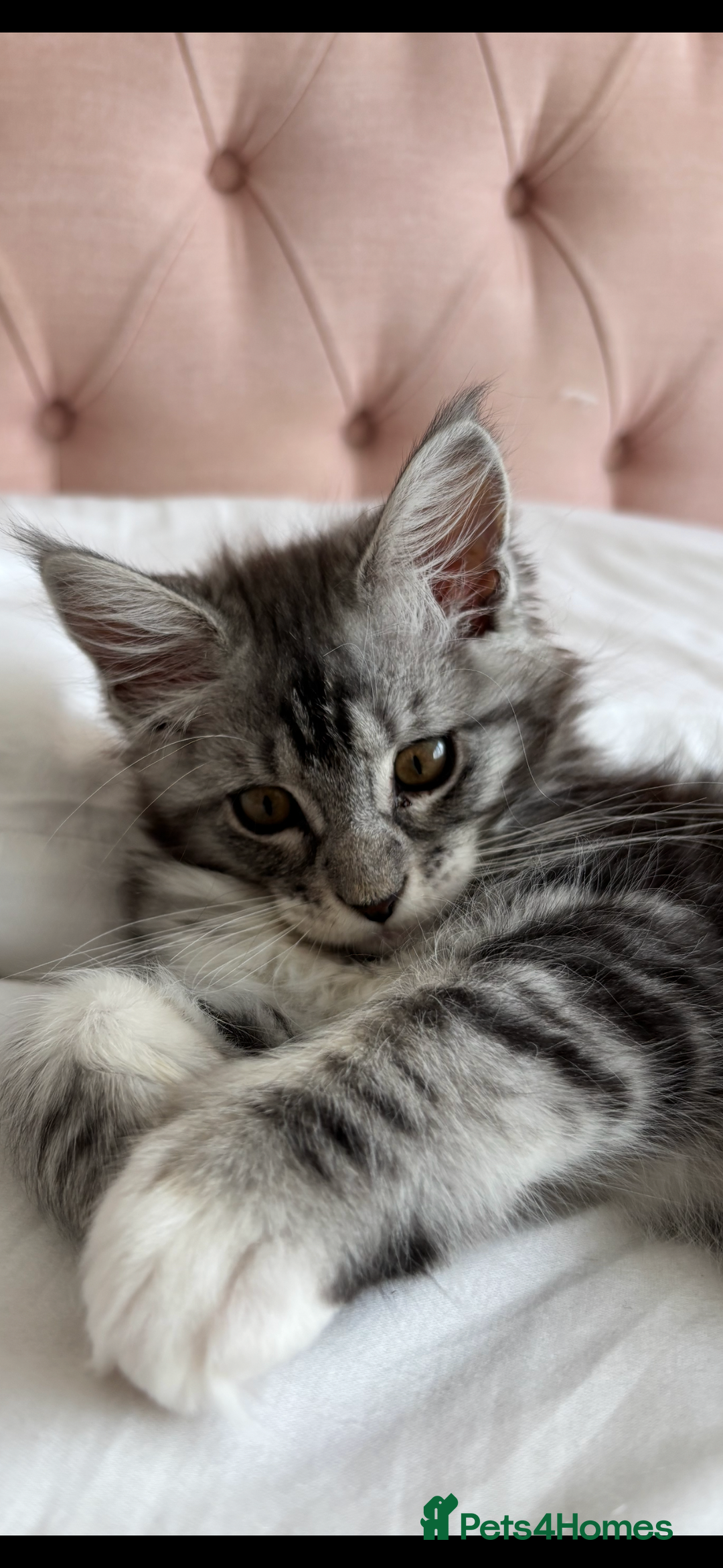 Maine Coon cats for sale: Maine Coon Kitten - Male - Image 2