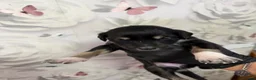 Saluki dogs for sale: DWKC registered Saluki puppies. - Advert 13