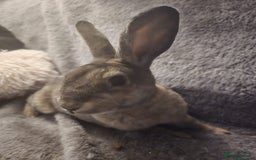 Rex rabbits for sale: Miniature Rex Boy Bunnies £30 each - Image 2
