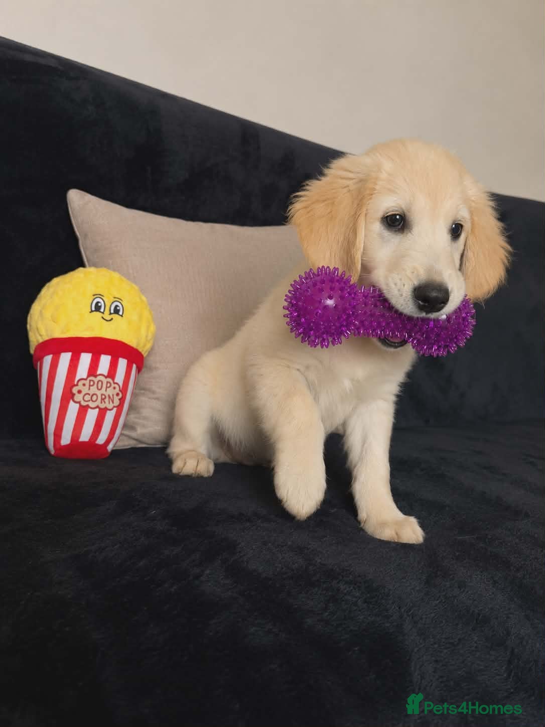 Golden Retriever dogs Golden retriever - Advert 15
