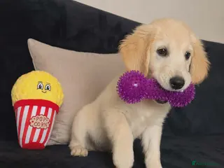 Golden Retriever dogs Golden retriever - Advert 1