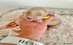Miniature Dachshund dogs for sale: Cream Litter 5 Star Breeder ⭐️⭐️⭐️⭐️⭐️  - Image 6