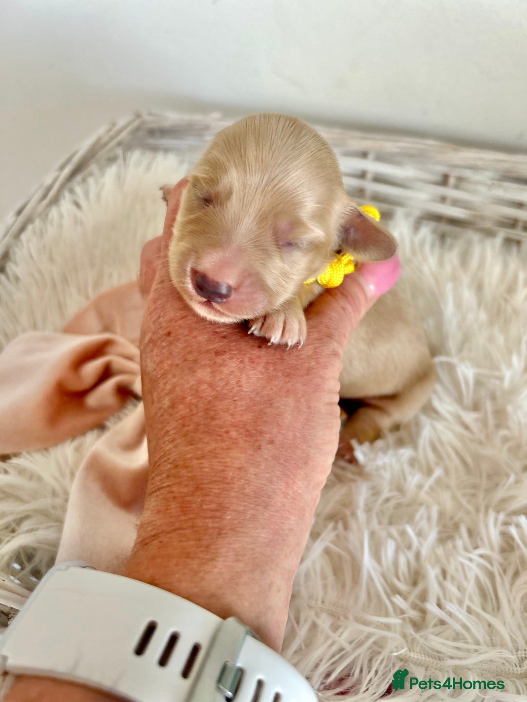 Miniature Dachshund dogs for sale: Cream Litter 5 Star Breeder ⭐️⭐️⭐️⭐️⭐️  - Image 6