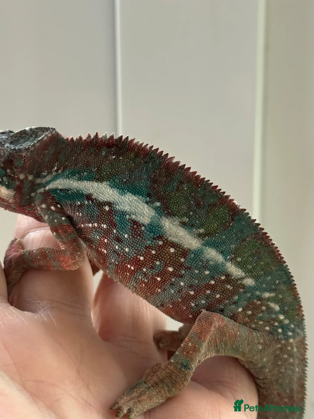 Chameleon reptiles for sale: Chameleons ambilobe - Advert 20