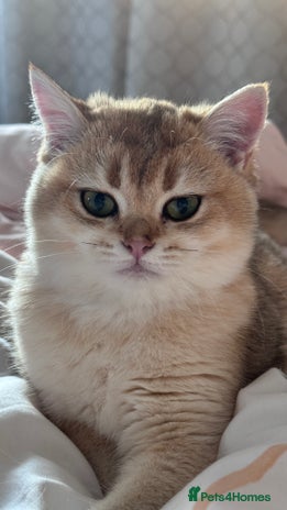 British Shorthair cats in Basildon - Advert 11
