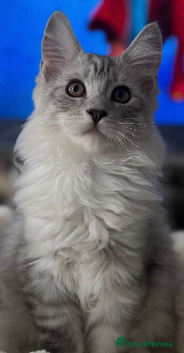 Ragcoon cats Stunning Ragcoons (Ragdoll x Mainecoon) Kittens - Advert 2