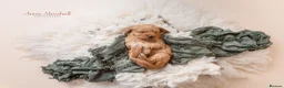 Mini Goldendoodle dogs for sale: F1 Health Tested - POLICE Dog Trainer / 5* BREEDER - Advert 4