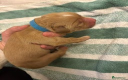 Golden Retriever dogs for sale: KC Registered Golden Retriever puppies - Image 8