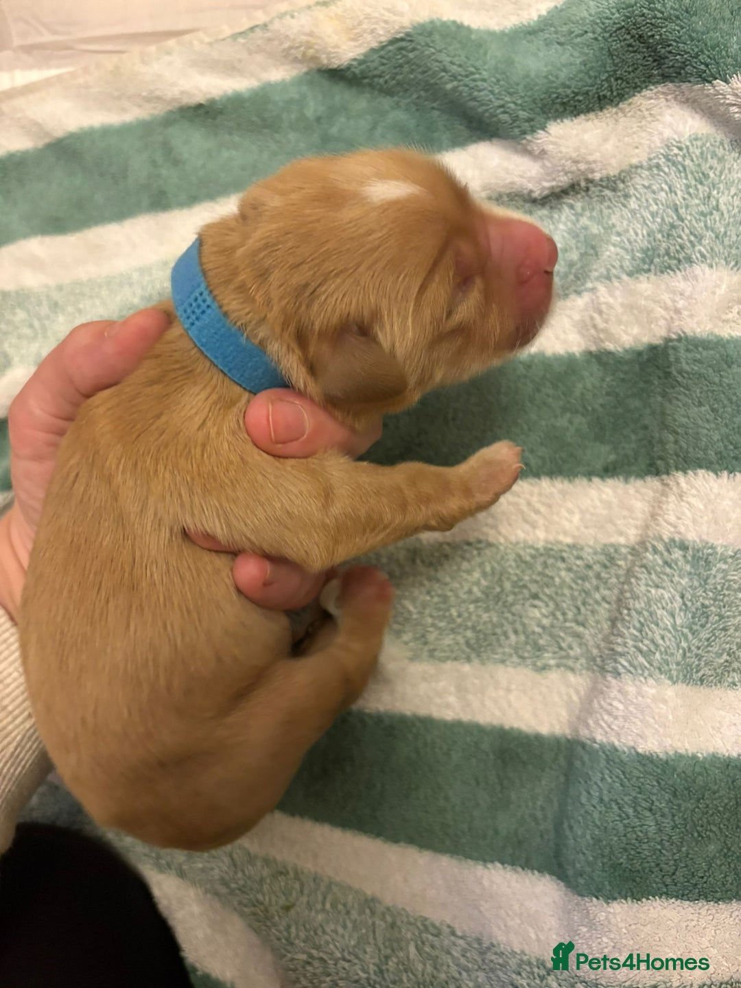 Golden Retriever dogs for sale: KC Registered Golden Retriever puppies - Image 8