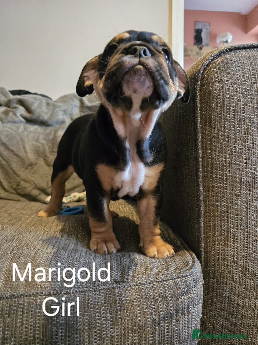 Mixed Breed dogs for sale: Tri English bulldog French mix (frenglish) - Image 8