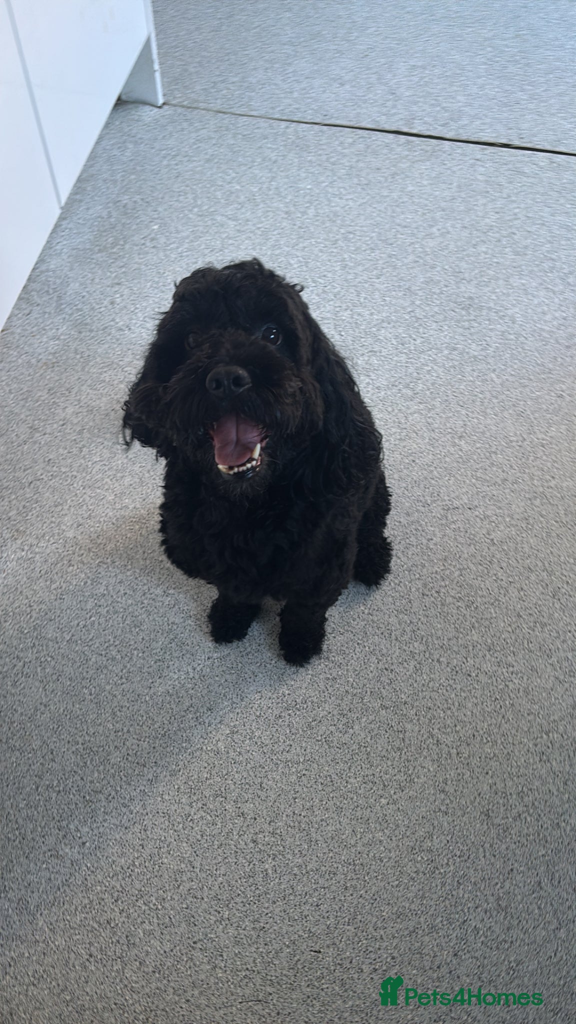 Cockapoo dogs Teddy the cockapoo - Advert 1