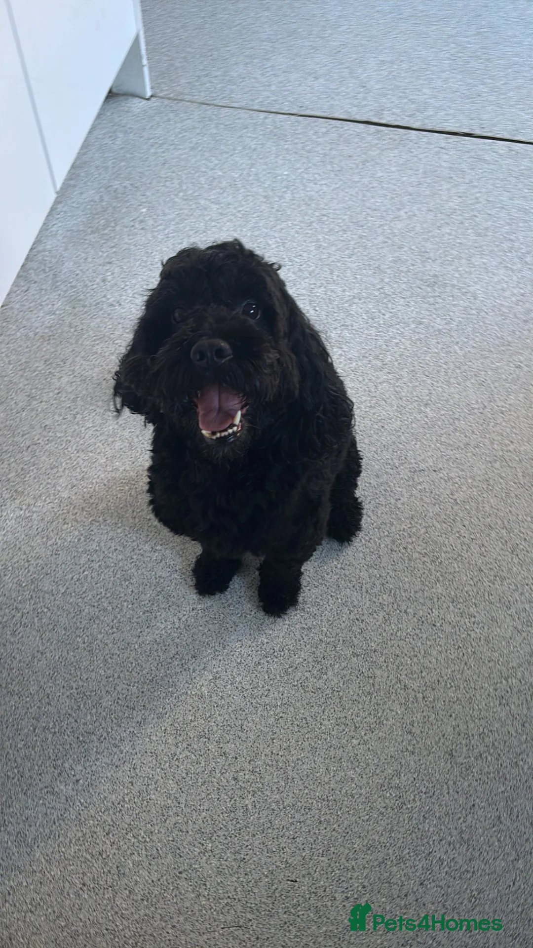 Cockapoo dogs for sale: Teddy the cockapoo - Advert 1