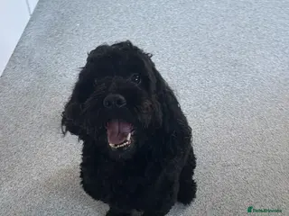 Cockapoo dogs Teddy the cockapoo - Advert 2