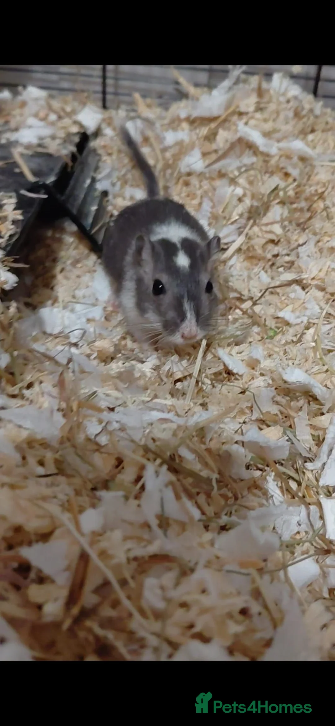 Gerbil rodents for sale: Free to a good home 2 female gerbils - Advert 2