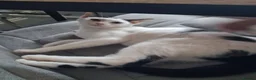Mixed Breed cats for adoption: Anna for adoption - Advert 5